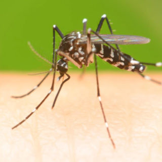 coconut oil to repel mosquitos