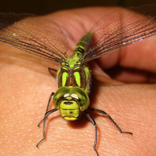 How to Attract Dragonflies